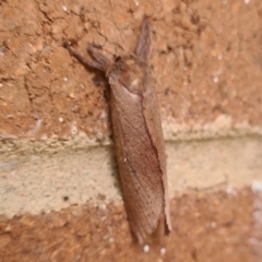 Elhamma australasiae (A Swift or Ghost moth (Hepialidae)) at Acton, ACT - 23 Feb 2022 by WHall