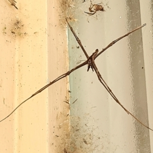 Asianopis sp. (genus) at Acton, ACT - 23 Feb 2022