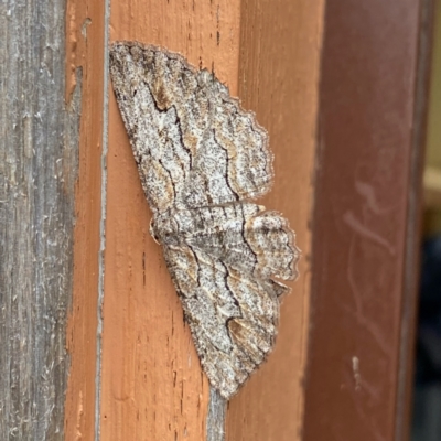 Ectropis (genus) (An engrailed moth) at QPRC LGA - 24 Feb 2022 by Wandiyali