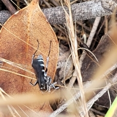 Turneromyia sp. (genus) (Zebra spider wasp) at Block 402 - 25 Feb 2022 by trevorpreston