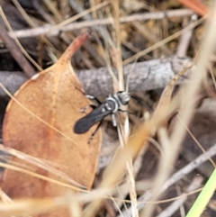 Turneromyia sp. (genus) at Molonglo Valley, ACT - 25 Feb 2022