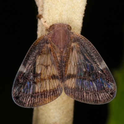 Scolypopa australis (Passionvine hopper, Fluffy bum) at Acton, ACT - 24 Feb 2022 by rawshorty