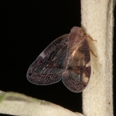 Scolypopa australis at Acton, ACT - 25 Feb 2022