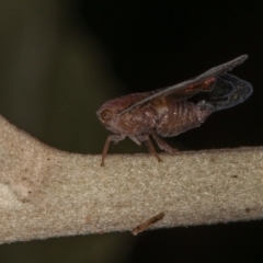 Scolypopa australis at Acton, ACT - 25 Feb 2022