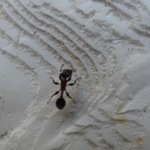 Podomyrma sp. (genus) at Kaleen, ACT - suppressed