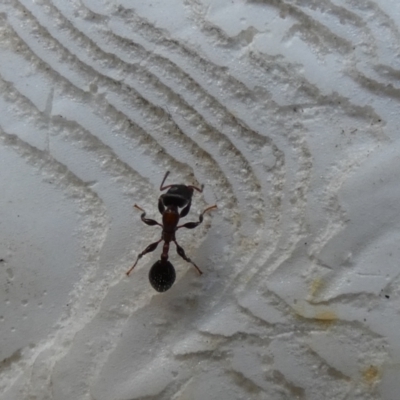 Podomyrma sp. (genus) (Muscleman Tree Ant) at O'Connor Ridge to Gungahlin Grasslands - 23 Feb 2022 by Birdy