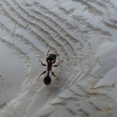 Podomyrma sp. (genus) (Muscleman Tree Ant) at Kaleen, ACT - 23 Feb 2022 by Amata