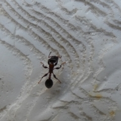 Podomyrma sp. (genus) (Muscleman Tree Ant) at O'Connor Ridge to Crace Grasslands - 23 Feb 2022 by Birdy