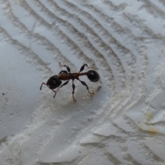 Podomyrma sp. (genus) at Kaleen, ACT - suppressed