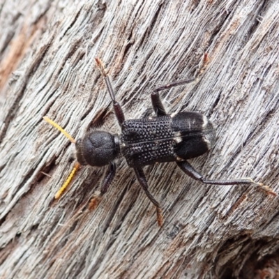 Trogodendron fasciculatum (Yellow-horned Clerid) at Cook, ACT - 24 Feb 2022 by CathB