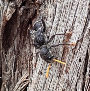 Trogodendron fasciculatum at Cook, ACT - 24 Feb 2022