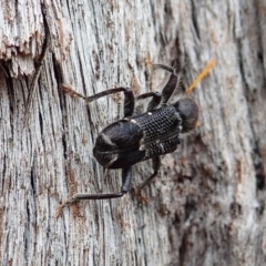 Trogodendron fasciculatum at Cook, ACT - 24 Feb 2022