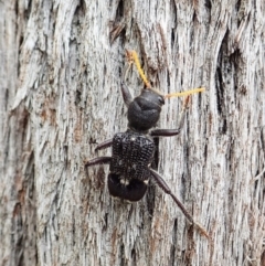 Trogodendron fasciculatum at Cook, ACT - 24 Feb 2022