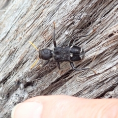 Trogodendron fasciculatum at Cook, ACT - 24 Feb 2022