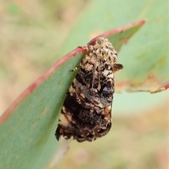 Peritropha oligodrachma (A twig moth) at Cook, ACT - 24 Feb 2022 by CathB
