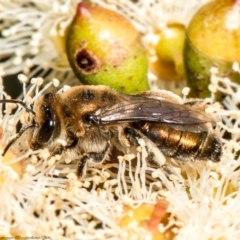 Leioproctus (Leioproctus) amabilis (A plaster bee) at Red Hill, ACT - 25 Feb 2022 by Roger