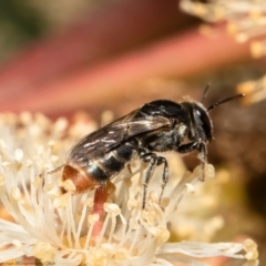 Euryglossa adelaidae (A native bee) at Red Hill, ACT - 25 Feb 2022 by Roger