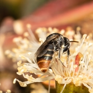 Euryglossa adelaidae at Red Hill, ACT - 25 Feb 2022