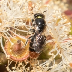 Euryglossa adelaidae at Red Hill, ACT - 25 Feb 2022