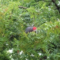 Callocephalon fimbriatum (Gang-gang Cockatoo) at Cook, ACT - 23 Feb 2022 by CathB