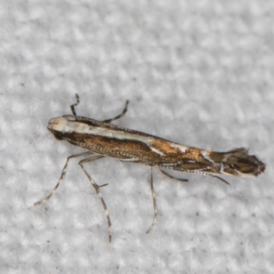 Epicephala (genus) (A leaf flower moth) at Melba, ACT - 30 Dec 2021 by kasiaaus