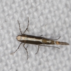 Epicephala (genus) at Melba, ACT - 30 Dec 2021 11:59 PM