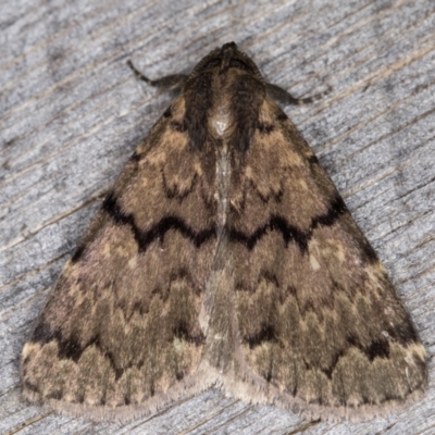 Mormoscopa phricozona (A Herminiid Moth) at Melba, ACT - 31 Dec 2021 by kasiaaus