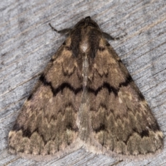 Mormoscopa phricozona (A Herminiid Moth) at Melba, ACT - 31 Dec 2021 by kasiaaus