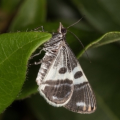 Phrataria bijugata (Bold Phrataria) at Melba, ACT - 31 Dec 2021 by kasiaaus