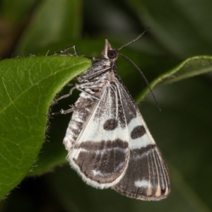 Phrataria bijugata at Melba, ACT - 31 Dec 2021