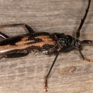 Phoracantha tricuspis at Melba, ACT - 31 Dec 2021 11:27 PM