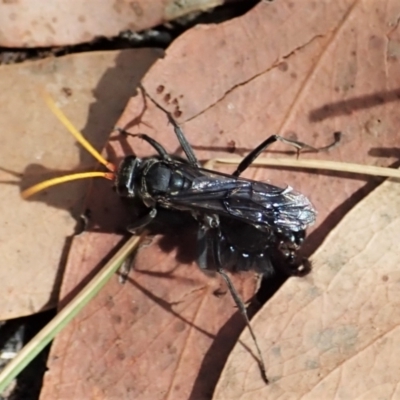 Fabriogenia sp. (genus) (Spider wasp) at Aranda Bushland - 22 Feb 2022 by CathB