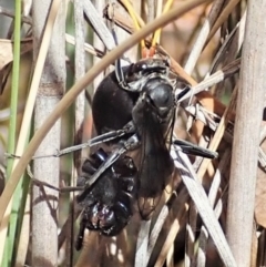 Fabriogenia sp. (genus) at Aranda, ACT - 22 Feb 2022