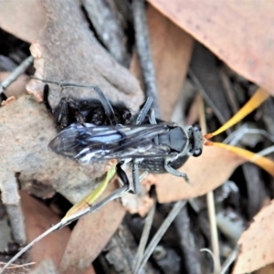 Fabriogenia sp. (genus) at Aranda, ACT - 22 Feb 2022 04:57 PM