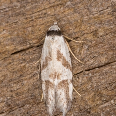 Oxythecta lygrosema (A scat moth (Oecophoridae)) at Melba, ACT - 31 Dec 2021 by kasiaaus