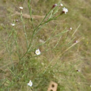 Symphyotrichum subulatum at Boro, NSW - 24 Feb 2022