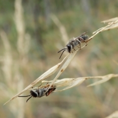 Leioproctus (Leioproctus) alleynae at Aranda Bushland - 22 Feb 2022 by CathB