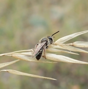 Leioproctus (Leioproctus) alleynae at Aranda, ACT - 22 Feb 2022