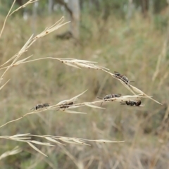 Leioproctus (Leioproctus) alleynae at Aranda, ACT - 22 Feb 2022