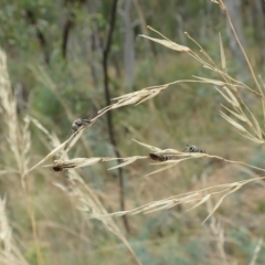 Leioproctus (Leioproctus) alleynae at Aranda, ACT - 22 Feb 2022