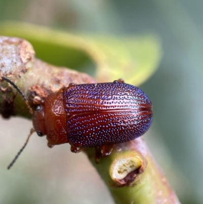 Calomela ioptera (A leaf beetle) at Jerrabomberra, NSW - 25 Feb 2022 by SteveBorkowskis