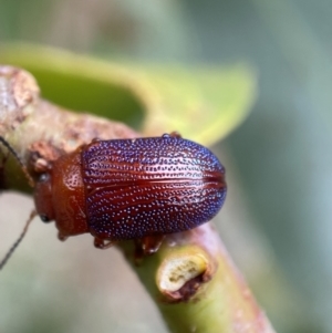 Calomela ioptera at Jerrabomberra, NSW - 25 Feb 2022