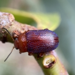 Calomela ioptera at Jerrabomberra, NSW - 25 Feb 2022