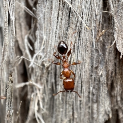 Podomyrma gratiosa (Muscleman tree ant) at Mount Jerrabomberra - 25 Feb 2022 by Steve_Bok