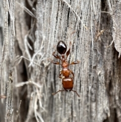 Podomyrma gratiosa (Muscleman tree ant) at Jerrabomberra, NSW - 25 Feb 2022 by Steve_Bok