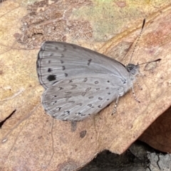 Erina hyacinthina (Varied Dusky-blue) at Jerrabomberra, NSW - 25 Feb 2022 by SteveBorkowskis