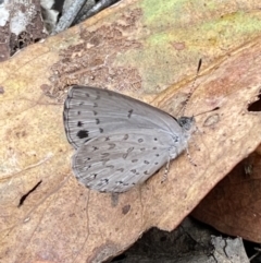 Erina hyacinthina at Jerrabomberra, NSW - 25 Feb 2022 02:03 PM