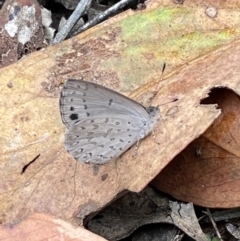 Erina hyacinthina at Jerrabomberra, NSW - 25 Feb 2022