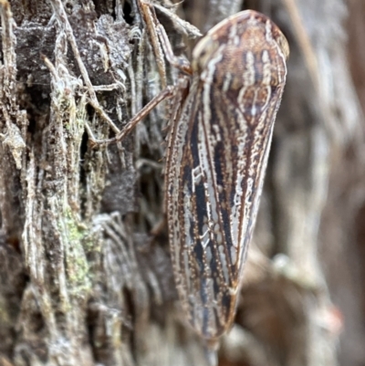 Cicadellidae (family) (Unidentified leafhopper) at Mount Jerrabomberra - 25 Feb 2022 by Steve_Bok