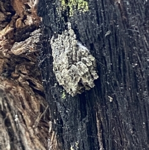 Stephanopis sp. (genus) at Jerrabomberra, NSW - 25 Feb 2022